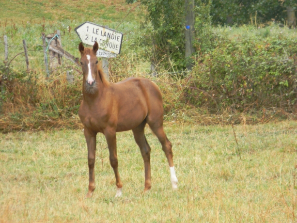 POULICHE-K