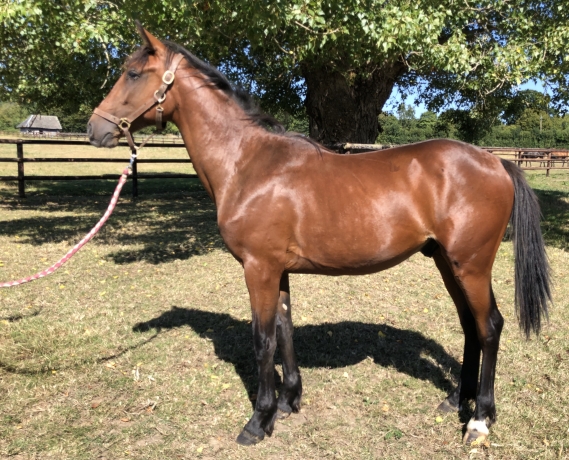 A-vendre--2-yearling-par-DOBERMAN-et-VANISHING-POINT