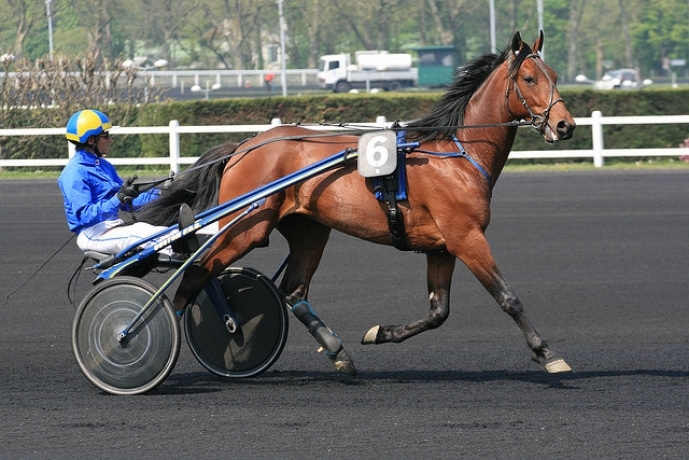 20-saillies-contre-50--de-prime-elevage
