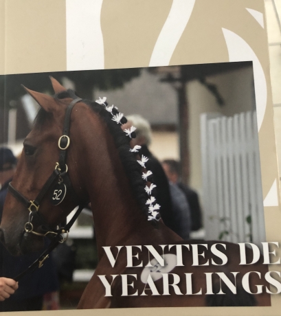 Courtier-present-a-la-vente-de-yearlings-Arqana-(1er--2-et-3-septembre)