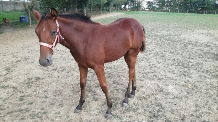 vend-1-foal-femelle