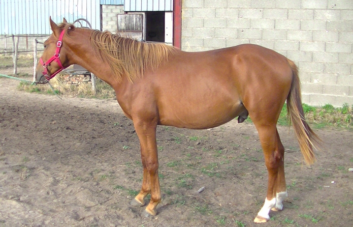 Male-J-par-Magnificent-Rodney