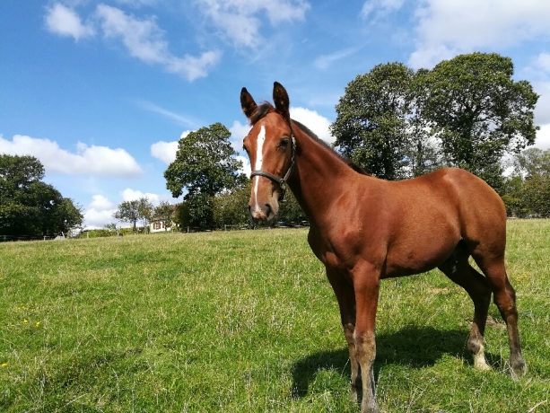 Vends-Foal-2020