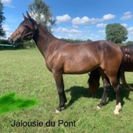 Elevage-Rayon-cede-yearlings-non-debourres-