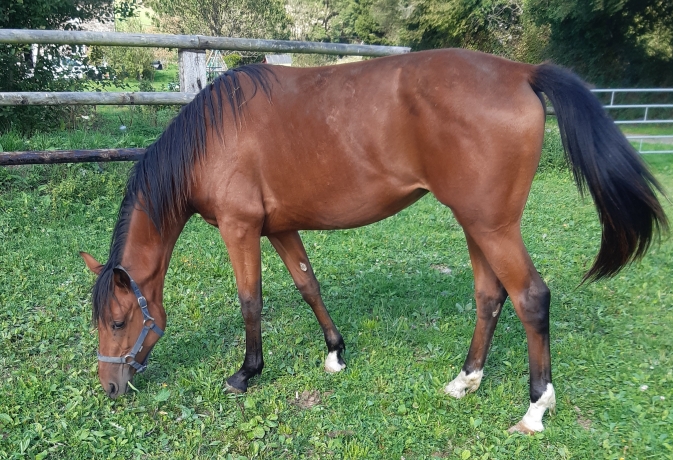YEARLING-FEMELLE-J