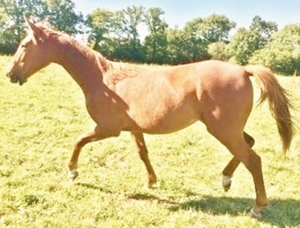 Pouliche-J-debourree