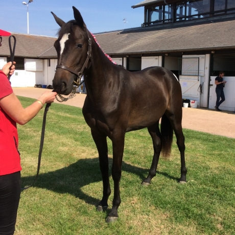 A-vendre-yearling-non-debourree