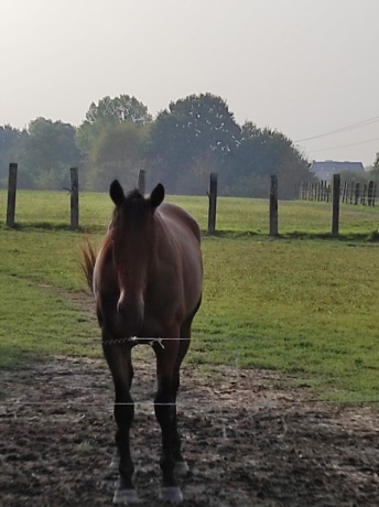Vend-poulain-qualifie