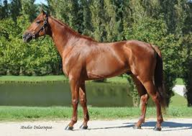 Vente-saillie-Classic-Way
