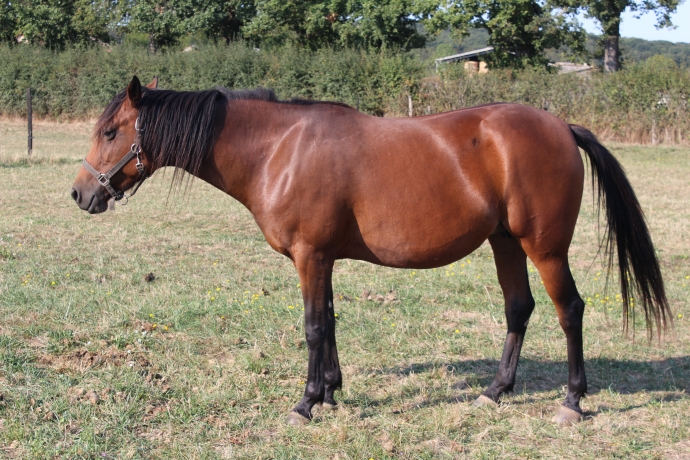 Recherche-Option