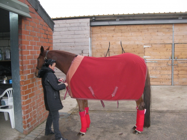 Cherche-chevaux-en-location