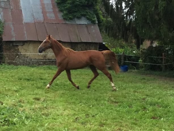 Vend-HELIOS-DE-SEE-PAR-OURAGAN-DE-CELLAND