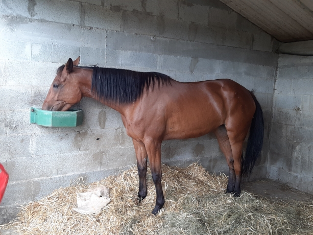 Vends-ou-echange-pouliniere-top-origine