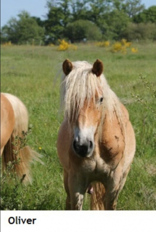 Cheval-hongre-mal