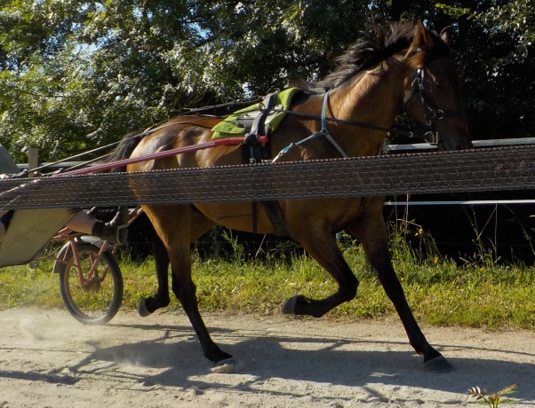 Hongre-7-ans-(D)-pour-etranger-pret-a-courir-;-30-000--euro;-de-gain