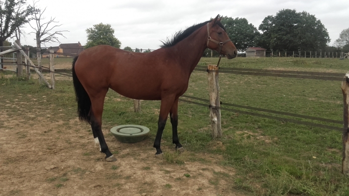 Vends-pouliche-2-ans-par-Romcok-de-Guez