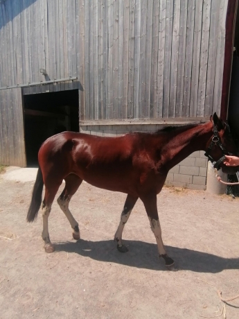 pouliche