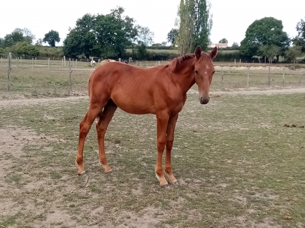vend-poulain-pp-trotteur-francais