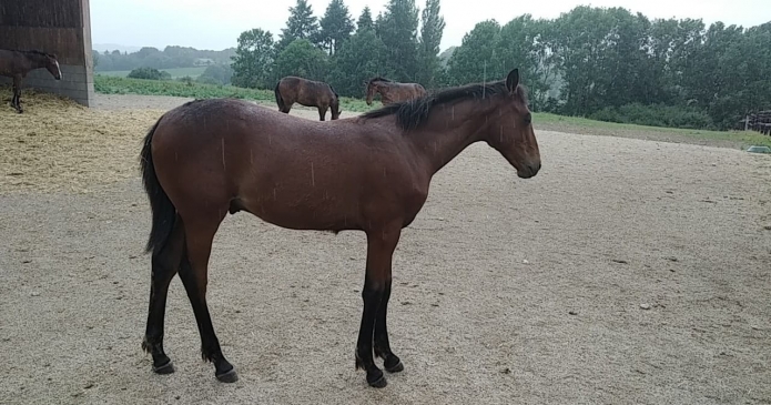 Foal-BOOSTER-en-parts