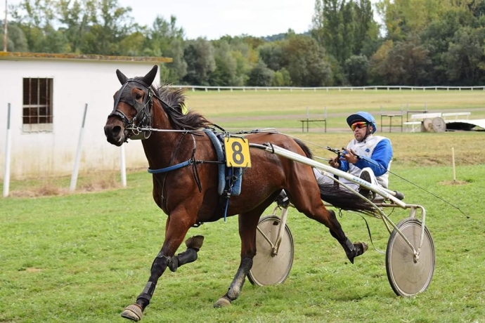 Cede--Groovy-Boogy-Hongre-de-4-ans---9430-euros-de-gains