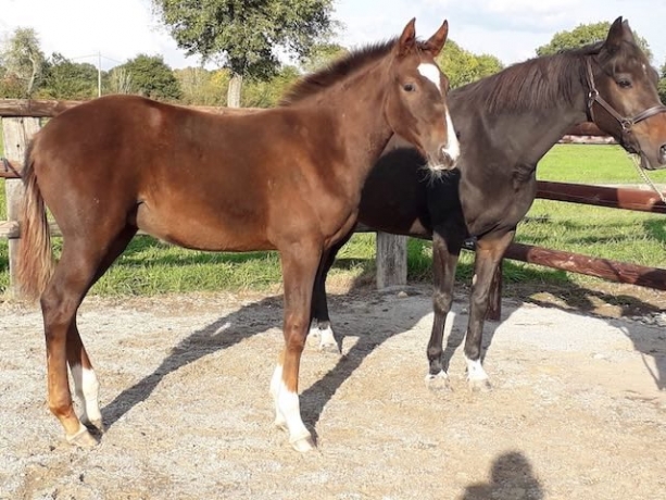 Foal-par-BRILLANTISSIME--tres-belle-souche