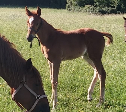 Cherche-associe-pour-foal-de-ROCKLYN