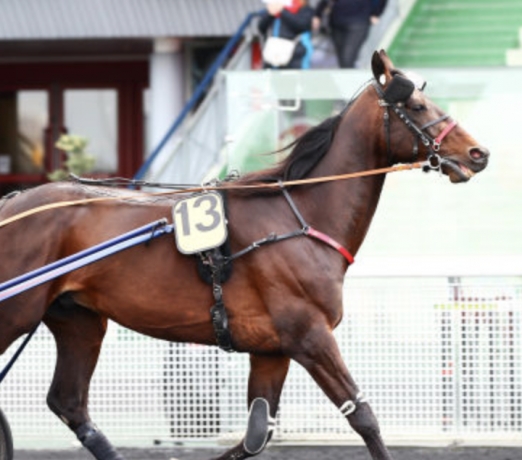 Saillie-Doberman-(TVA)--35--de-qualifies-dans-les-I