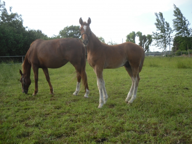 chevaux