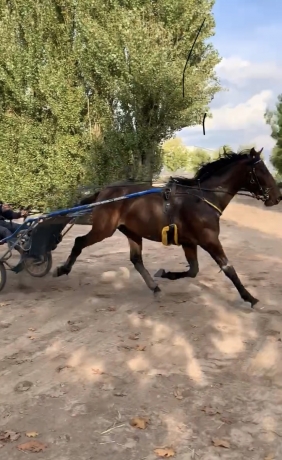 Cheval-d---avenir-d---une-souche-remarquable--Ixeur-Dieschoot