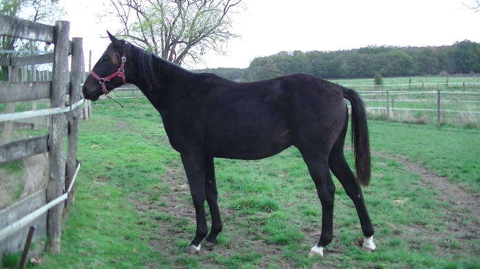 Male-J-par-Quaro