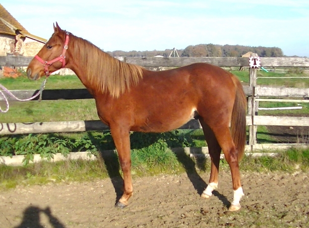 Male-J-par-Magnificent-Rodney