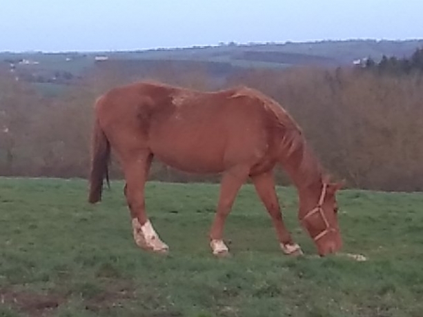 Pouliniere-souche-de-FELICIANO