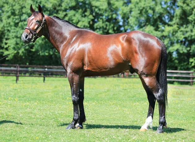 Saillie-BRILLANTISSIME-et-2-autres-fils-de-READY
