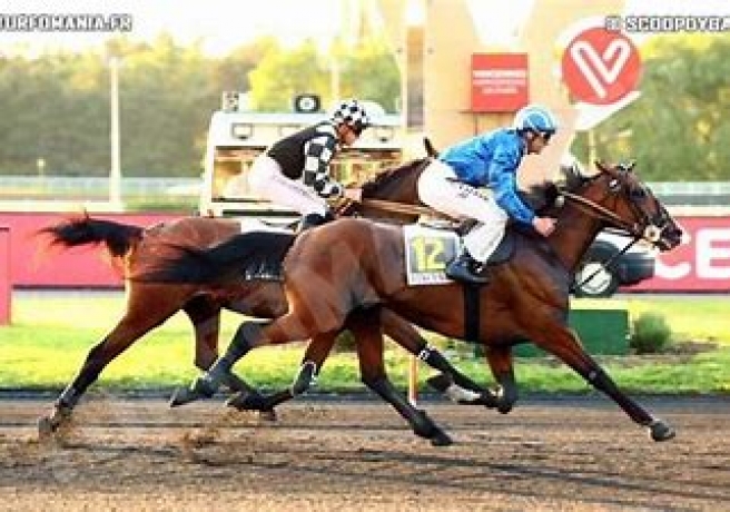 Vends-saillie-de-FEELING-CASH-sans-TVA