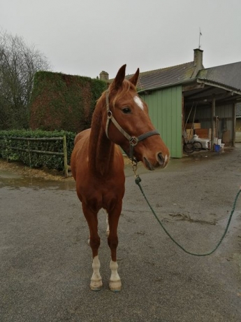 trotteur francais reforme a vendre