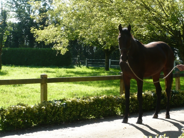 Recherche-Chevaux-en-pension