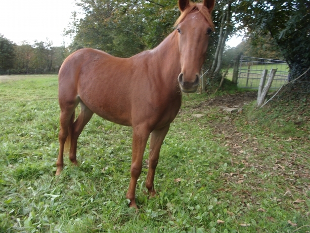 Pouliche-I