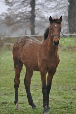 foals-en-location-80-20***********