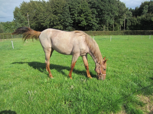 trotteur