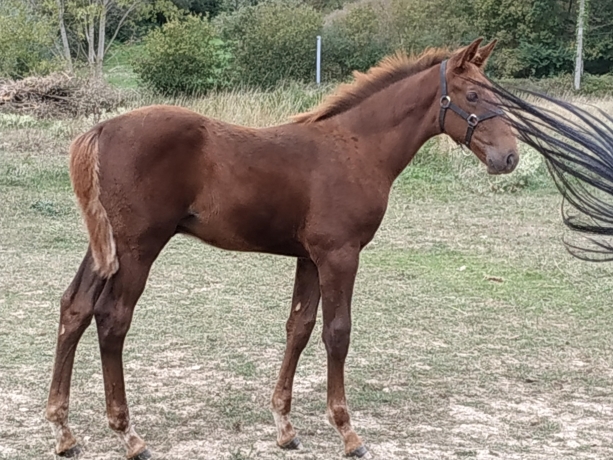 KENJY-BEL--Yearling-foal-2020