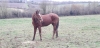 Jument--quot;G-quot;-5600-euro;-de-gains-0