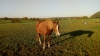 vends-belle-pouliniere-alezane-1