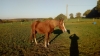 vends-belle-pouliniere-alezane-0