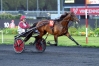 VDS-SAILLIE-DE-GOTLAND-0