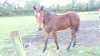 vend-fils-d---ouragan-de-Celand-6000-euro;-0