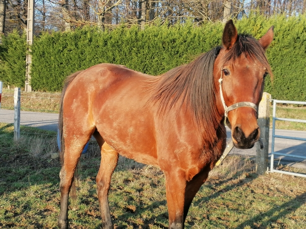 gipsy-de-jaudrais