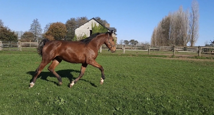 Jument-par-Booster-Winner-et-Nounou-el-Major