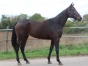 I-qualifiee-1---19-soeur-gagnante-Vincennes-1