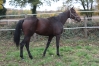 I-qualifiee-1---19-soeur-gagnante-Vincennes-0