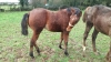 A-VENDRE-K-FILLE-D---OURAGAN-DE-CELLAND-1